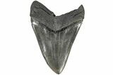 5.54" Fossil Megalodon Tooth - South Carolina - #203061-2